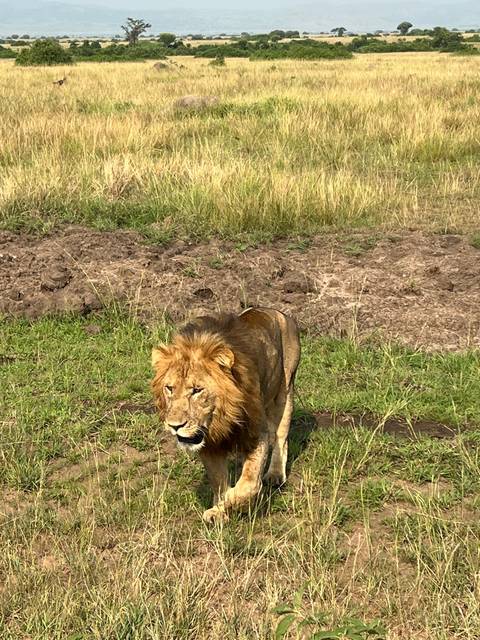 Lion walking along a grassy path.