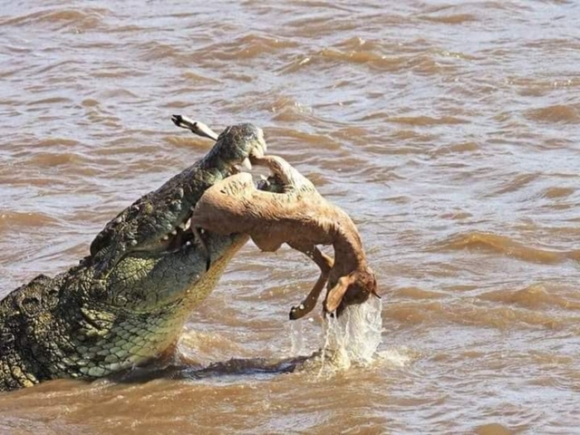 Crocodile catching prey in a river.