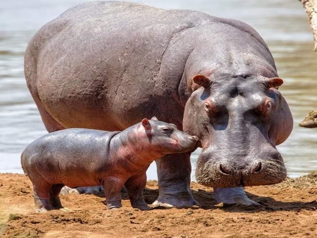 Hippo with a calf near water.
