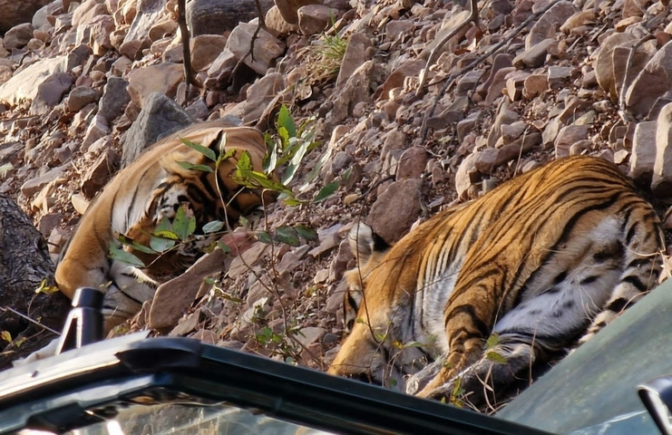 Two tigers resting on rocky ground in a natural setting.