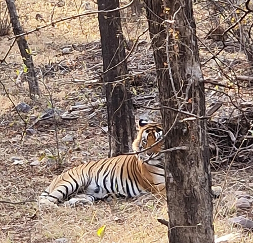       A tiger obscured by trees in the wild.
  
