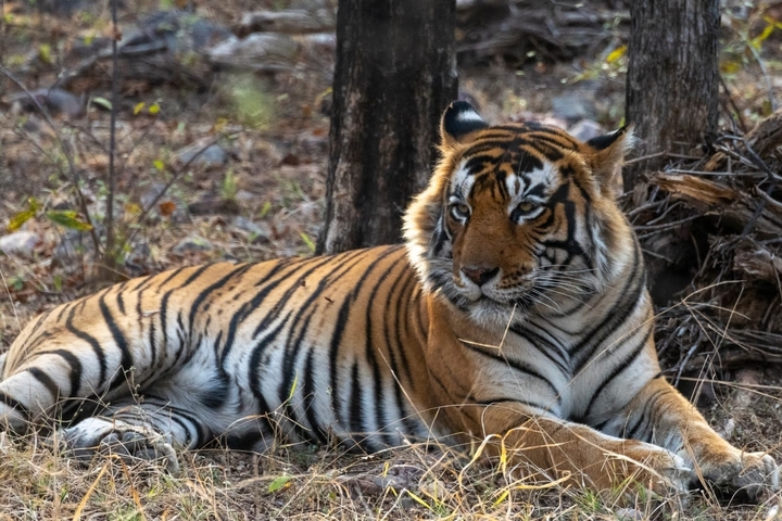 A tiger lying in the forest, appearing relaxed.