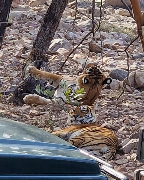       One tiger lying on the ground with another nearby.
  