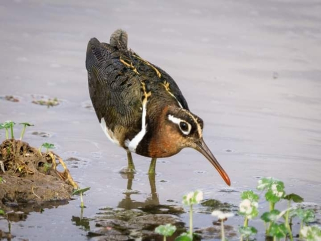 Close-up of a bird in shallow water.