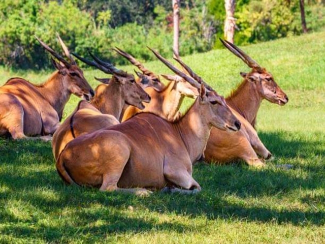       A group of antelopes resting on grass.
  