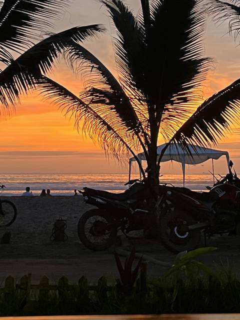 Palm tree silhouetted against a sunset over a body of water.