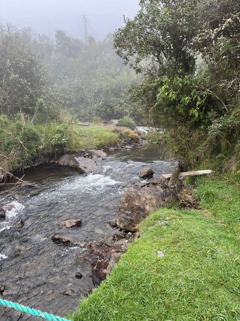 Small stream flowing amidst greenery.