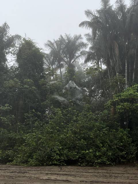       Mist covered trees in a foggy landscape.
  