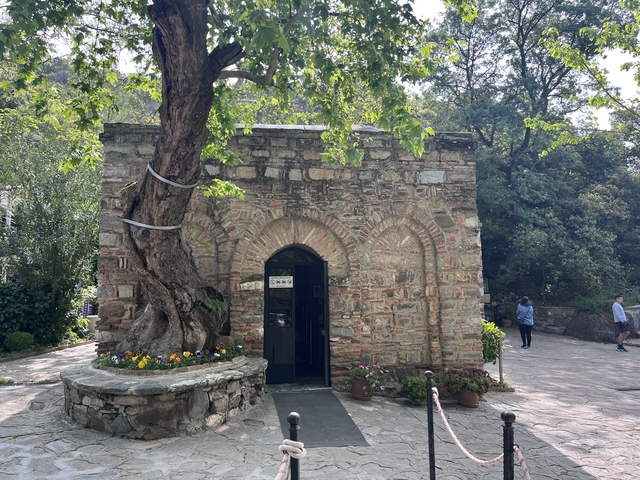 Historical building with a tree growing out of its wall.