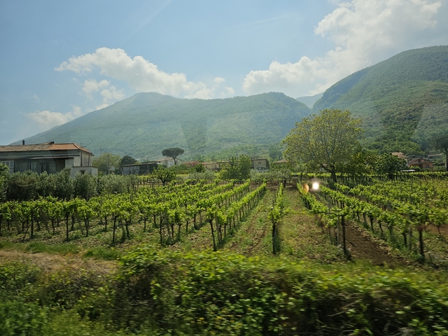 Vineyard on rolling hills with a mountainous backdrop.