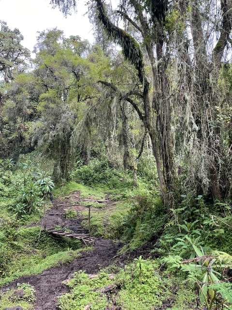       Lush green forest with hanging moss and a dirt path.
  