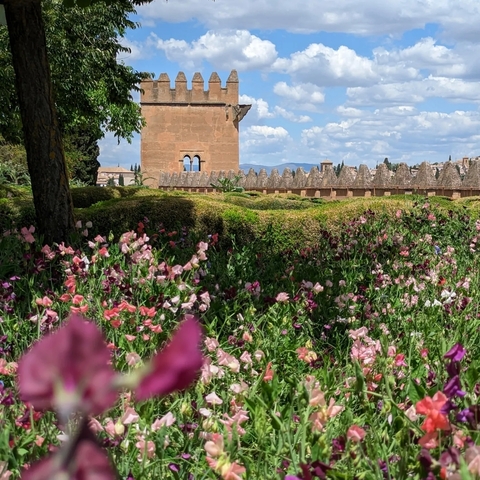       Field filled with vibrant red poppies.
  