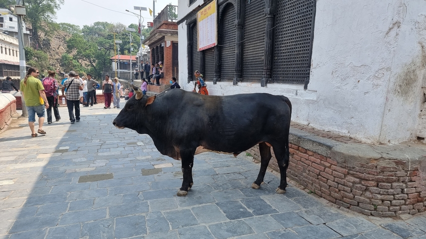 Bull standing on a paved street with people in the background.