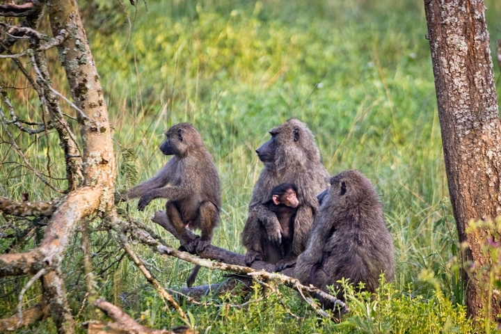       Group of baboons sitting on a tree branch in a grassy area.
  