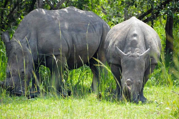      Two rhinos grazing in a grassy area.
  