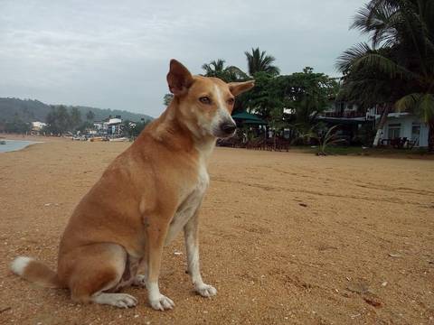 Dog sitting on a beach next to resorts.