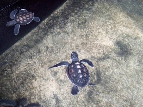 Two turtles swimming in clear water.