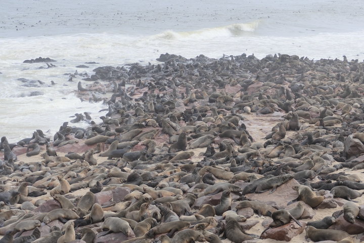 Large group of seals laying on a rocky shore.