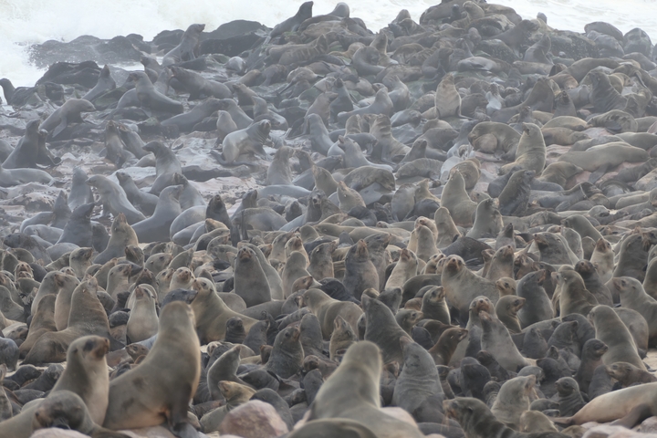 Close-up of numerous seals crowded together.