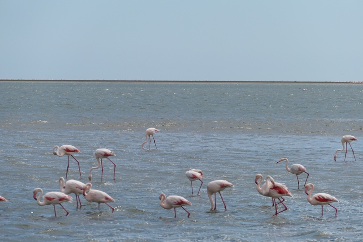 Flamingos wading in shallow water.