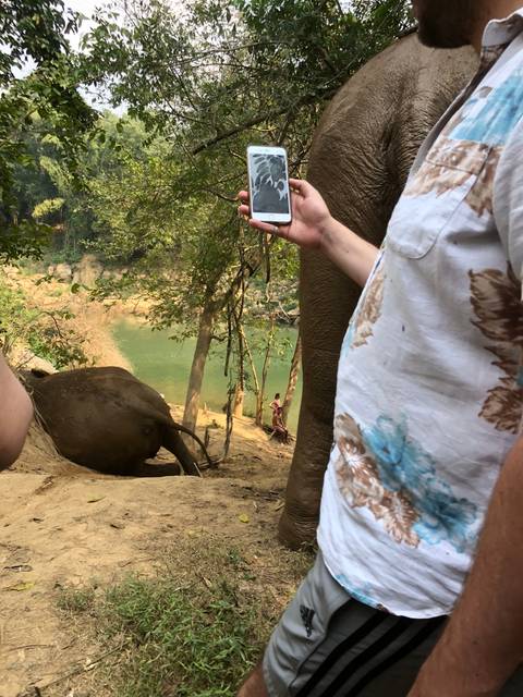       Person holding a phone displaying an image near elephants.
  