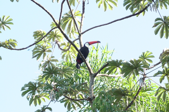 Toucan sitting high in a tree with lush leaves.