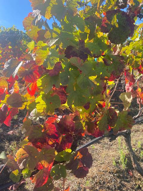 Colorful leaves with shades of green and red.