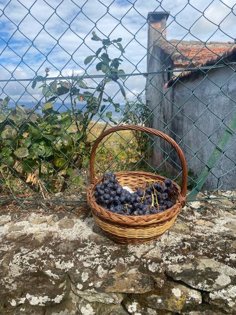       Basket of grapes on a stone ledge with chain-link fence.
  