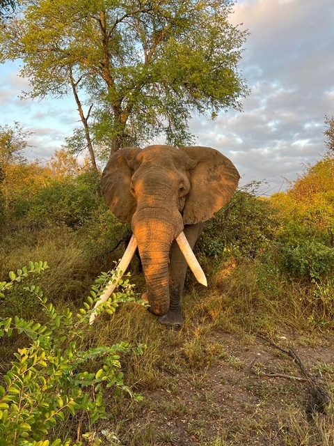       Photo d'avis client sur Séjour indépendant en Afrique du Sud avec les chutes Victoria 
  