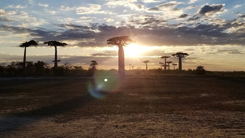 Sunset among baobab trees with dramatic sky.