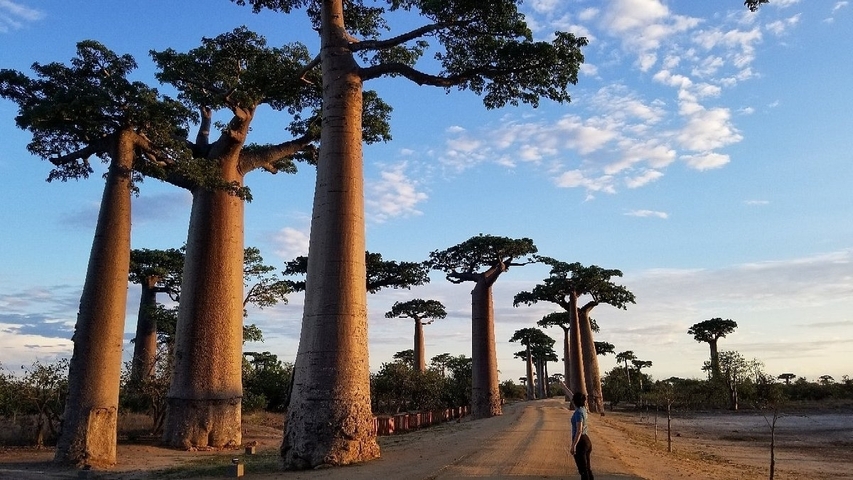 Avenue of baobabs with a person walking.