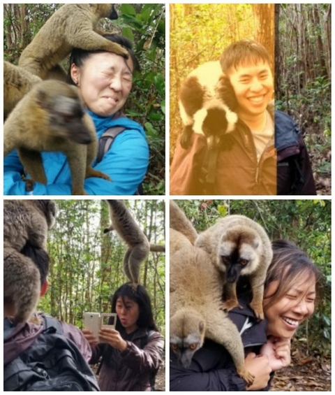 Collage of people interacting with lemurs.