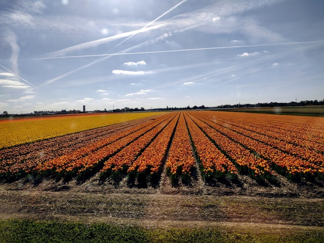 Expansive field of tulips in various colors.