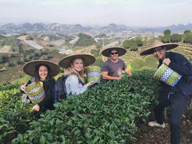 Tourists picking tea leaves in a plantation.