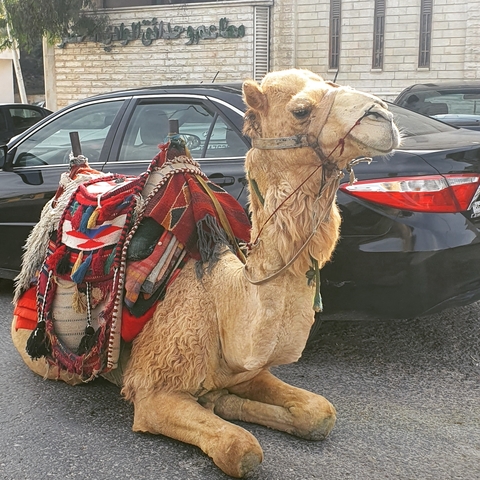      A camel with a colorful blanket standing next to a car.
  