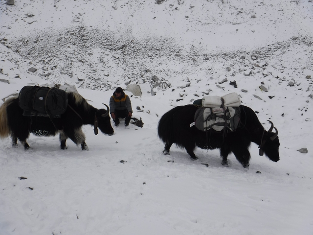 Two yaks carrying loads with a person in snowy terrain.