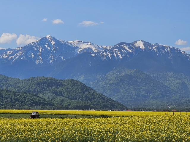 Field of yellow flowers with snow-capped mountains in the background.