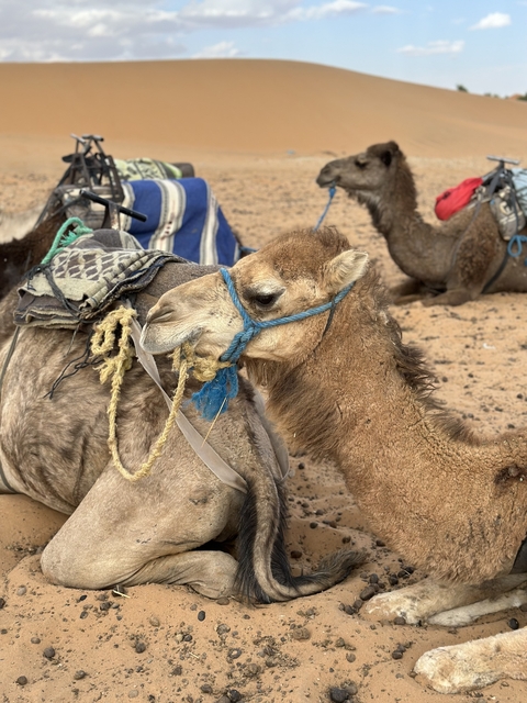 Camel with a colorful harness in the desert
