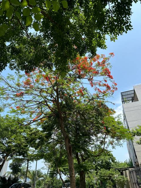       Tree with vibrant red-orange flowers.
  
