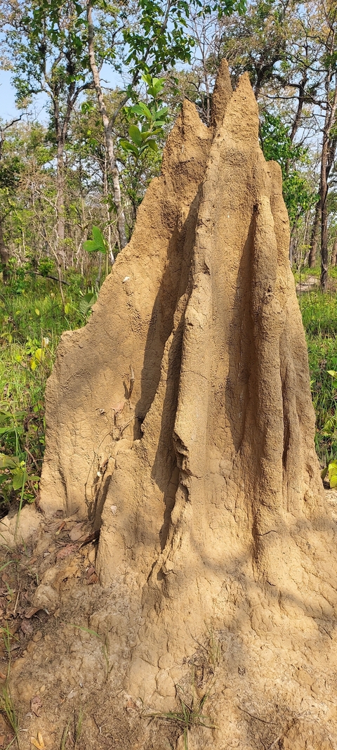 Large termite mound in a green area.