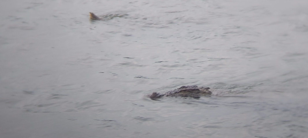 A crocodile partially submerged in water