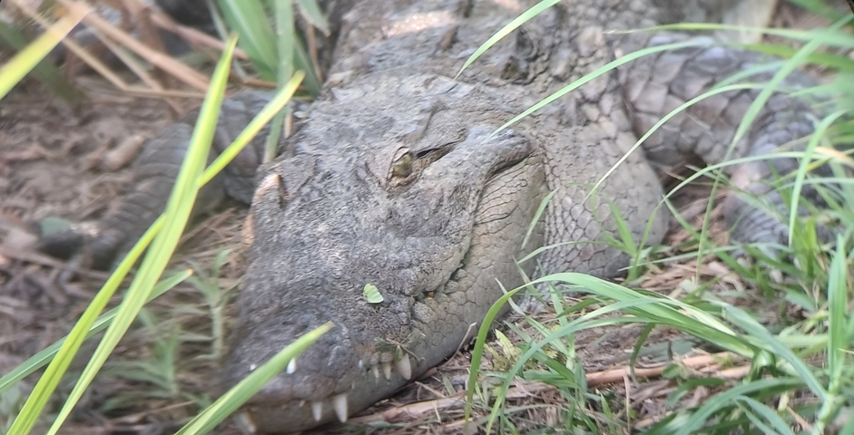 A crocodile lying among grasses and vegetation