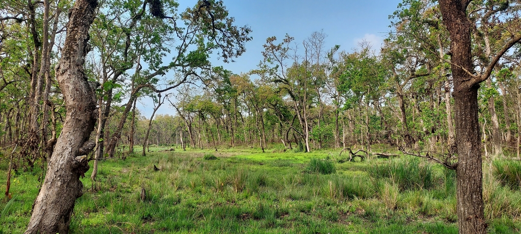 A vibrant forest with green grass and trees