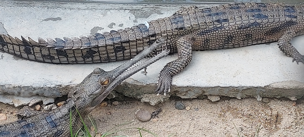 Two gharials sunbathing near a concrete surface