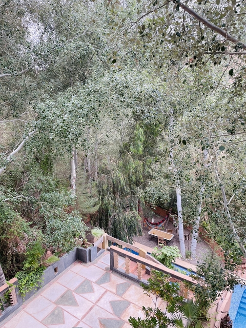 View of dense forest canopy with hammocks below.