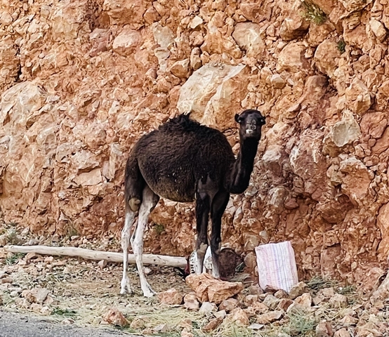       Single dromedary camel standing in front of a rocky landscape.
  