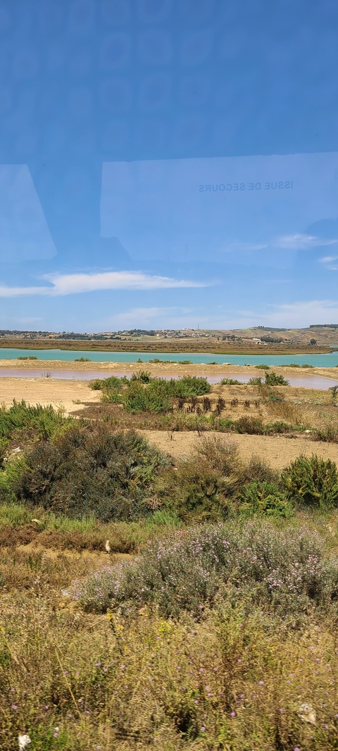       Lakeside view with green shrubbery and distant town.
  
