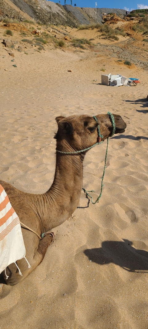       Camel with a rope harness on a sandy beach.
  