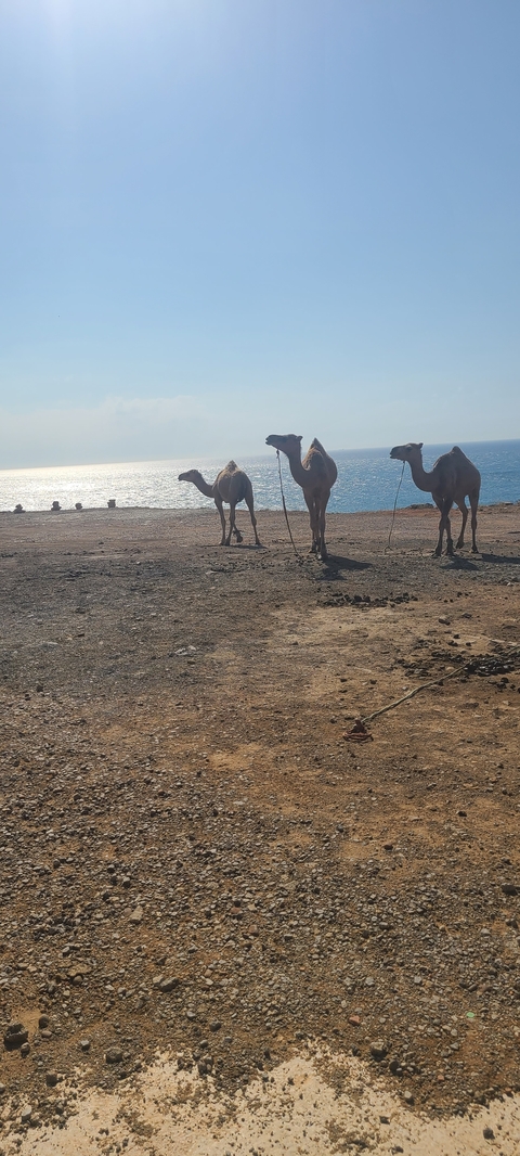       Three camels standing by the seaside.
  