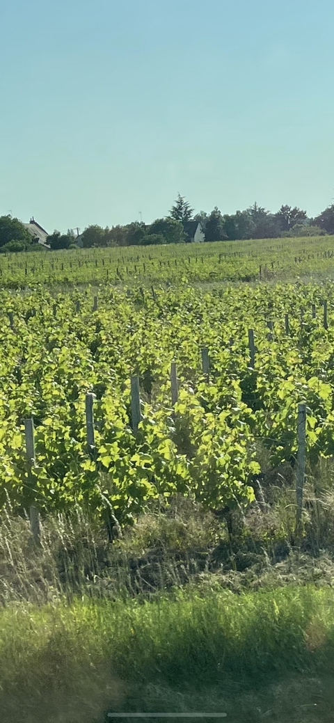 Extensive green vineyard landscape.